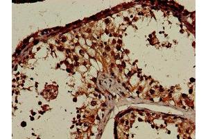 Immunohistochemistry of paraffin-embedded human testis tissue using ABIN7148482 at dilution of 1:100 (CNTNAP1 antibody  (AA 26-356))