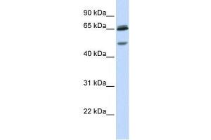 Western Blot showing GABRG2 antibody used at a concentration of 1-2 ug/ml to detect its target protein. (GABRG2 antibody  (N-Term))