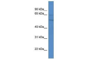 GPR75 antibody used at 0. (GPR75 antibody  (C-Term))