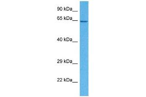 SLC15A4 antibody  (N-Term)