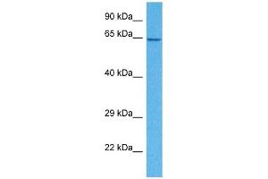 SLC15A4 Antikörper  (N-Term)
