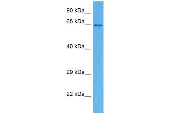 SLC15A4 anticorps  (N-Term)