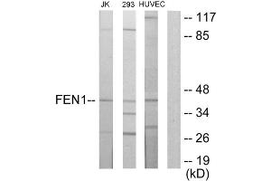 Western blot analysis of extracts from Jurkat cells, 293 cells and HUVEC cells, using FEN1 antibody.