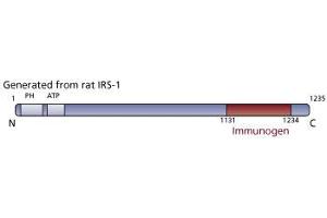 Image no. 3 for anti-Insulin Receptor Substrate 1 (IRS1) (AA 1131-1234) antibody (ABIN968515) (IRS1 antibody  (AA 1131-1234))
