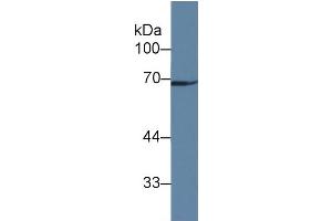 Rabbit Detection antibody from the kit in WB with Positive Control: Human liver tissue. (GAS6 ELISA Kit)