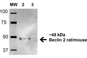 Western blot analysis of Human HeLa and 293Trap cell lysates showing detection of 48. (Beclin 2 antibody  (AA 410-421) (Atto 594))