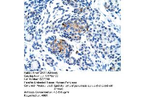 Human Pancreas (P2RX1 antibody  (Middle Region))