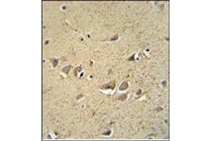 Immunohistochemistry analysis in Formalin Fixed, Paraffin Embedded Human brain tissue stained with SCN1B Antibody (N-term) followed by peroxidase conjugation of the secondary antibody and DAB staining. (SCN1B antibody  (N-Term))