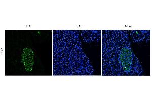 Immunofluorescent staining of rat pancreas using anti-CEA antibody   Formaldehyde-fixed rat pancreas slices were stained with  at 5 µg/ml and detected with a FITC-conjugated secondary antibody. (Recombinant CEACAM5 (Arcitumomab Biosimilar) antibody)