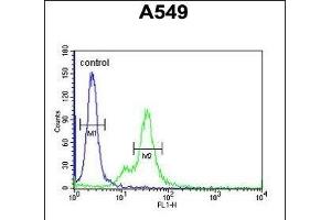 M6PR Antibody (C-term) (ABIN650726 and ABIN2839414) flow cytometric analysis of A549 cells (right histogram) compared to a negative control cell (left histogram). (M6PR antibody  (C-Term))