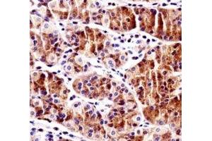 RBPJ antibody immunohistochemistry analysis in formalin fixed and paraffin embedded human stomach tissue. (RBPJ antibody  (AA 1-29))