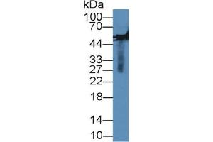 Rabbit Capture antibody from the kit in WB with Positive Control: Rabbit serum. (MMP13 ELISA Kit)