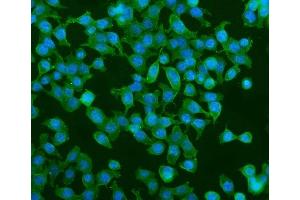 IF analysis of PDE6 alpha/PDE6A using anti-PDE6 alpha/PDE6A antibody (ABIN7599710). (PDE6A antibody  (AA 11-237))