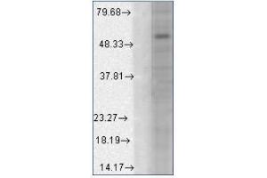 Western blot analysis of GABA(A)R Alpha1 a in a human cell line mix using a 1/1000 dilution of AM20084PU (GABRA1 antibody  (AA 327-450, AA 355-394))