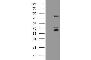 Image no. 1 for anti-Host Cell Factor C2 (HCFC2) antibody (ABIN1498604) (HCFC2 antibody)