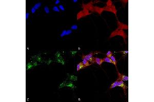 Immunocytochemistry/Immunofluorescence analysis using Mouse Anti-GABA-A Receptor Beta 3 Monoclonal Antibody, Clone N87/25 (ABIN863132). (GABRA1 antibody  (AA 370-433))