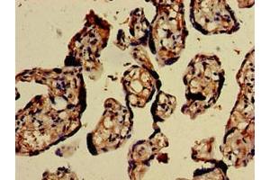Immunohistochemistry of paraffin-embedded human placenta tissue using ABIN7147724 at dilution of 1:100