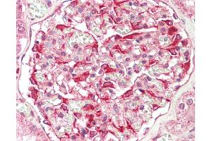 Anti-ZFYVE21 antibody IHC staining of human kidney. (ZFYVE21 antibody  (N-Term))