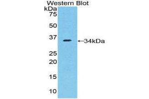 Western Blotting (WB) image for anti-Nucleoporin 205kDa (NUP205) (AA 1735-2000) antibody (ABIN1860081) (NUP205 antibody  (AA 1735-2000))
