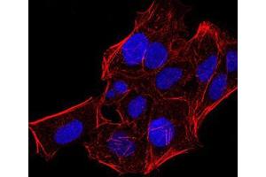 Immunofluorescence analysis of Hela cells using CBX5 mouse mAb. (CBX5 antibody  (AA 1-191))