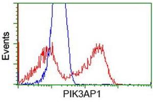HEK293T cells transfected with either RC214125 overexpress plasmid (Red) or empty vector control plasmid (Blue) were immunostained by anti-PIK3AP1 antibody (ABIN2453459), and then analyzed by flow cytometry. (PIK3AP1 antibody)