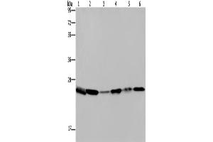 Western Blotting (WB) image for anti-rho GDP Dissociation Inhibitor (GDI) alpha (ARHGDIA) antibody (ABIN2430167) (ARHGDIA antibody)