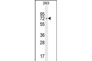IRF2BP2 antibody  (AA 337-366)