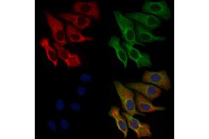 ABIN6259611 and ABIN6276102 staining Hela cells by IF/ICC. (OR89 antibody  (Internal Region))