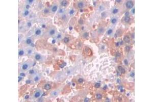 Figure. (SUOX antibody  (AA 89-270))