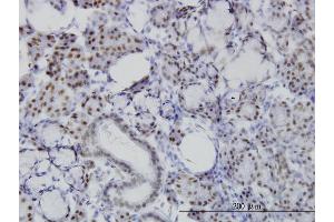 Immunoperoxidase of monoclonal antibody to NFIC on formalin-fixed paraffin-embedded human salivary gland. (NFIC antibody  (AA 1-428))