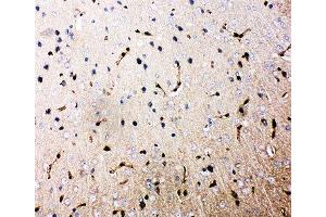 IHC-P: Aquaporin 4 antibody testing of rat brain tissue (Aquaporin 4 antibody  (AA 258-27))