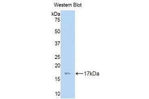 Western Blotting (WB) image for anti-Laminin, gamma 3 (LAMC3) (AA 751-875) antibody (ABIN1859608)