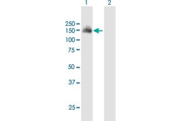 SH3PXD2A antibody  (AA 1-1105)