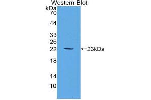 Western Blotting (WB) image for anti-Fibroblast Growth Factor 6 (FGF6) (AA 39-208) antibody (ABIN3209649) (FGF6 antibody  (AA 39-208))