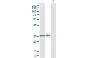 Western Blot analysis of GSTM4 expression in transfected 293T cell line by GSTM4 MaxPab polyclonal antibody.