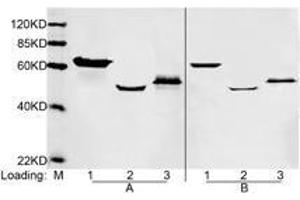 Loading: Lane 1. (DYKDDDDK Tag antibody)