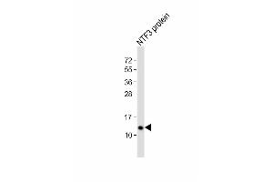 Western Blotting (WB) image for anti-Neurotrophin 3 (NTF3) (AA 152-184), (C-Term) antibody (ABIN392181)