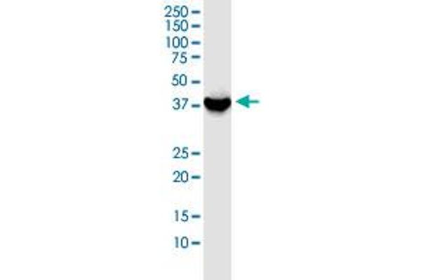 GSG1 antibody  (AA 1-282)