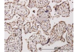 Image no. 1 for anti-Testis-Specific Kinase 2 (TESK2) (AA 405-542) antibody (ABIN466168) (TESK2 antibody  (AA 405-542))