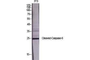 Western Blot (WB) analysis of specific cells using Cleaved-Caspase-6 p18 (D162) Polyclonal Antibody. (Caspase 6 p18 (Asp162), (cleaved) antibody)