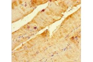 Immunohistochemistry of paraffin-embedded human skeletal muscle tissue using ABIN7169521 at dilution of 1:100