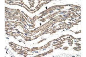 Image no. 1 for anti-Complement Component 1, Q Subcomponent, B Chain (C1QB) (C-Term) antibody (ABIN6738119) (C1QB antibody  (C-Term))