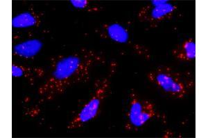 Proximity Ligation Analysis of protein-protein interactions between CAPN1 and GRIN2B. (GRIN2B antibody  (AA 127-236))