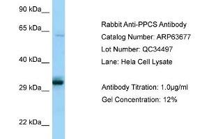Western Blotting (WB) image for anti-Phosphopantothenoylcysteine Synthetase (PPCS) (C-Term) antibody (ABIN2789588) (PPCS antibody  (C-Term))