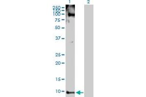 Western Blot analysis of PYY expression in transfected 293T cell line by PYY MaxPab polyclonal antibody. (Peptide YY antibody  (AA 1-97))