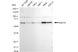 Western blotting analysis using RAD18 antibody (ABIN7798420).
