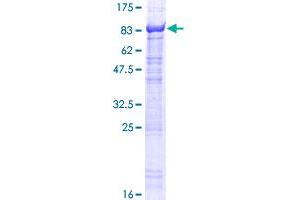 Image no. 1 for Kelch-Like 10 (KLHL10) (AA 1-608) protein (GST tag) (ABIN1308792) (KLHL10 Protein (AA 1-608) (GST tag))