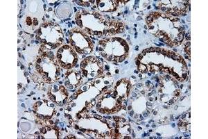 Immunohistochemical staining of paraffin-embedded Kidney tissue using anti-APP mouse monoclonal antibody. (APP antibody)