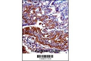 Mouse Npr1 Antibody immunohistochemistry analysis in formalin fixed and paraffin embedded mouse duodenum tissue followed by peroxidase conjugation of the secondary antibody and DAB staining. (NPR1 antibody  (N-Term))