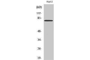 Western Blotting (WB) image for anti-Matrix Metallopeptidase 9 (Gelatinase B, 92kDa Gelatinase, 92kDa Type IV Collagenase) (MMP9) (C-Term) antibody (ABIN3184779) (MMP 9 antibody  (C-Term))